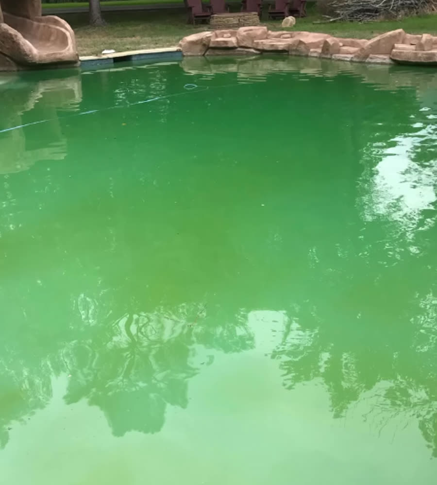 A backyard pool clouded green with algae, in need of Commodore's green pool cleanup service